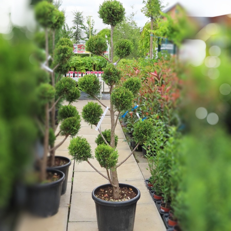 Cupressocyparis leylandii 'Castlewellan Gold' ponpon květináč 18 litrů-0