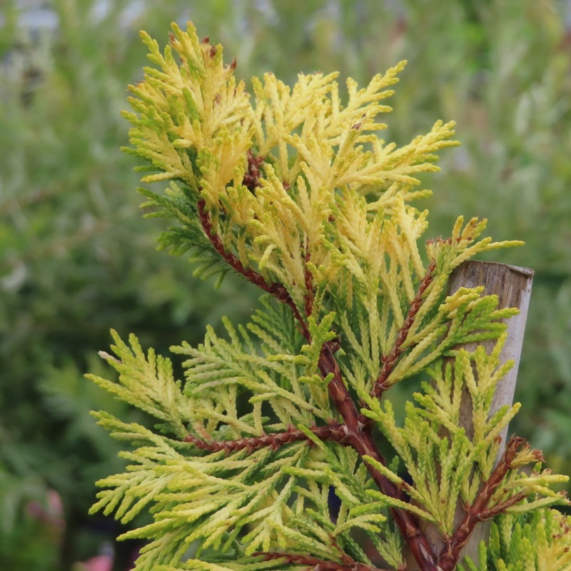 Jehličnany - Cupressocyparis leylandii 'Gold Rider' bonsai květináč 30 litrů