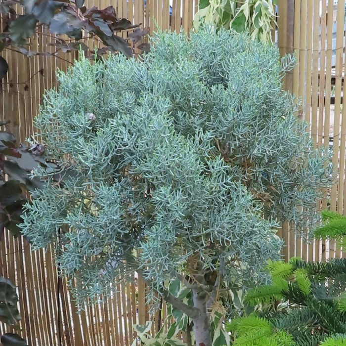 Cupressus arizonica 'Fastigiata' 15 litrů, 1/2 kmínek-0