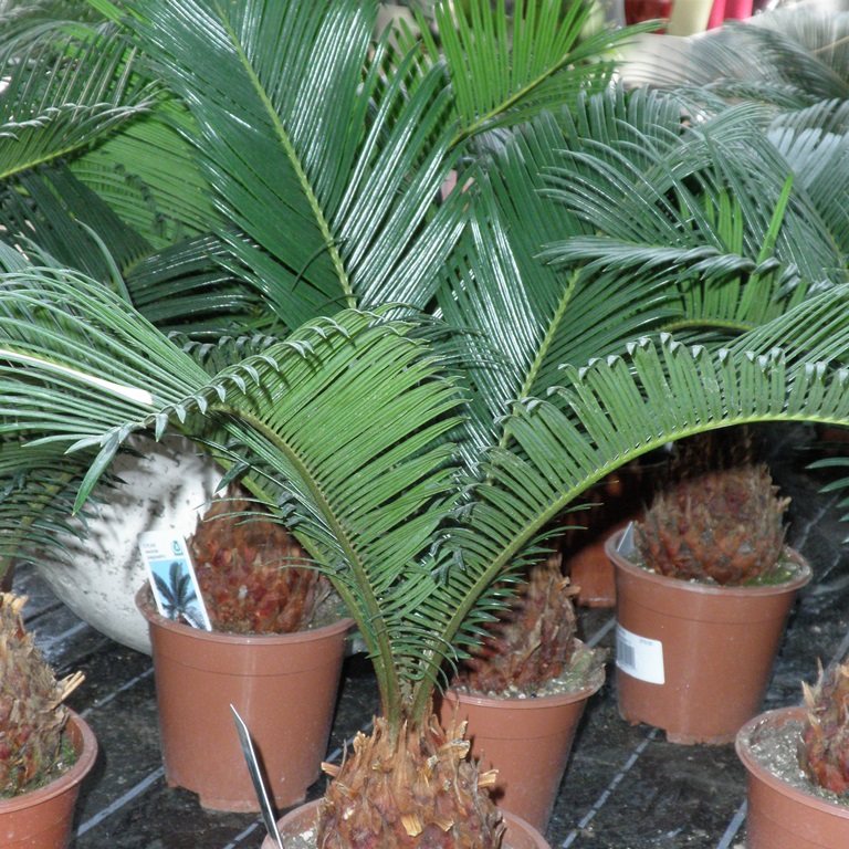 Cykas japonský 12cm květináč-0