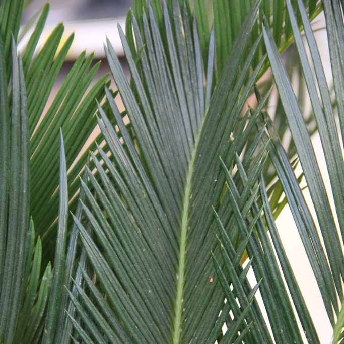 Nádobové květiny - Cykas japonský 40l