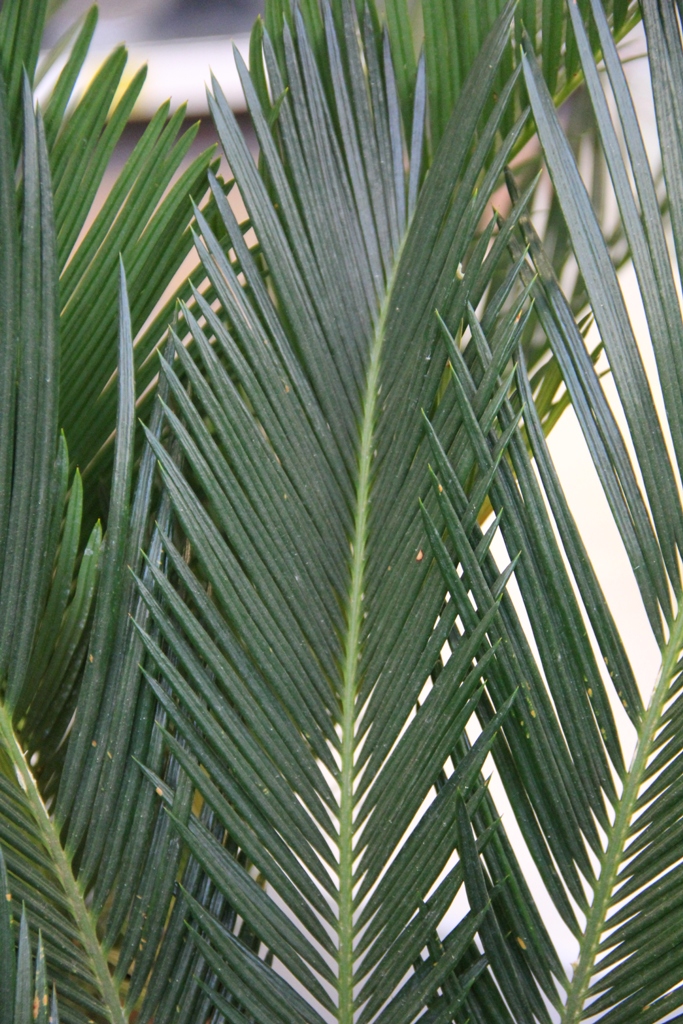 Cykas japonský 40l-0