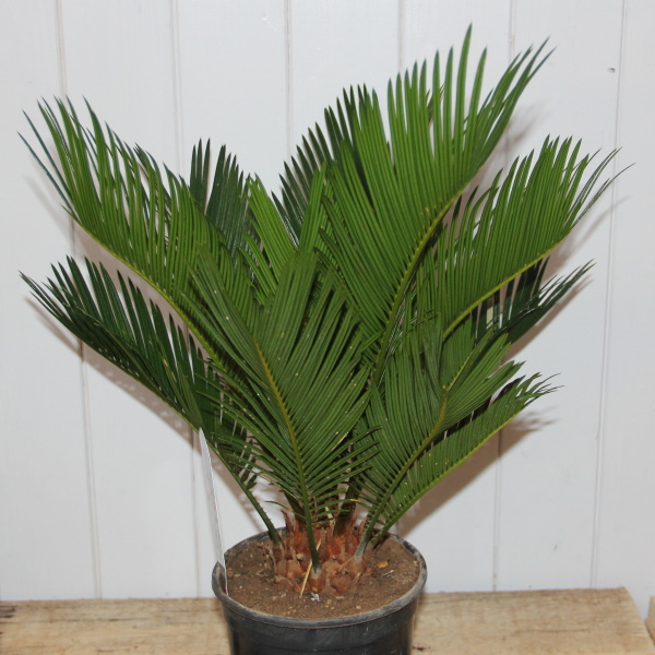Nádobové květiny - Cykas japonský 7 litrů