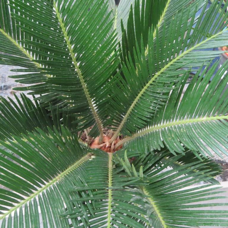 Cykas květináč 15cm-0