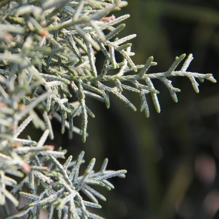 Vzrůstné jehličnany - Cypřiš arizonský Fastigiata 10 litrů