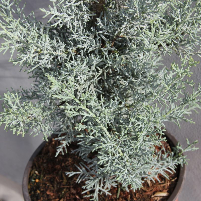 Cypřiš arizonský 'Fastigiata' 7 litrů-0