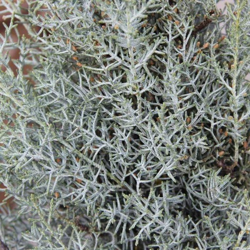 Vzrůstné jehličnany - Cypřiš arizonský 'Fastigiata' kmínek 1/2, květináč 25 litrů