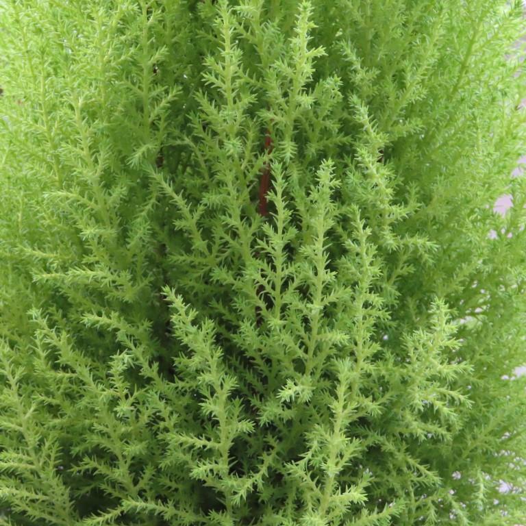 Cypřiš 'Goldcrest' 90cm-0