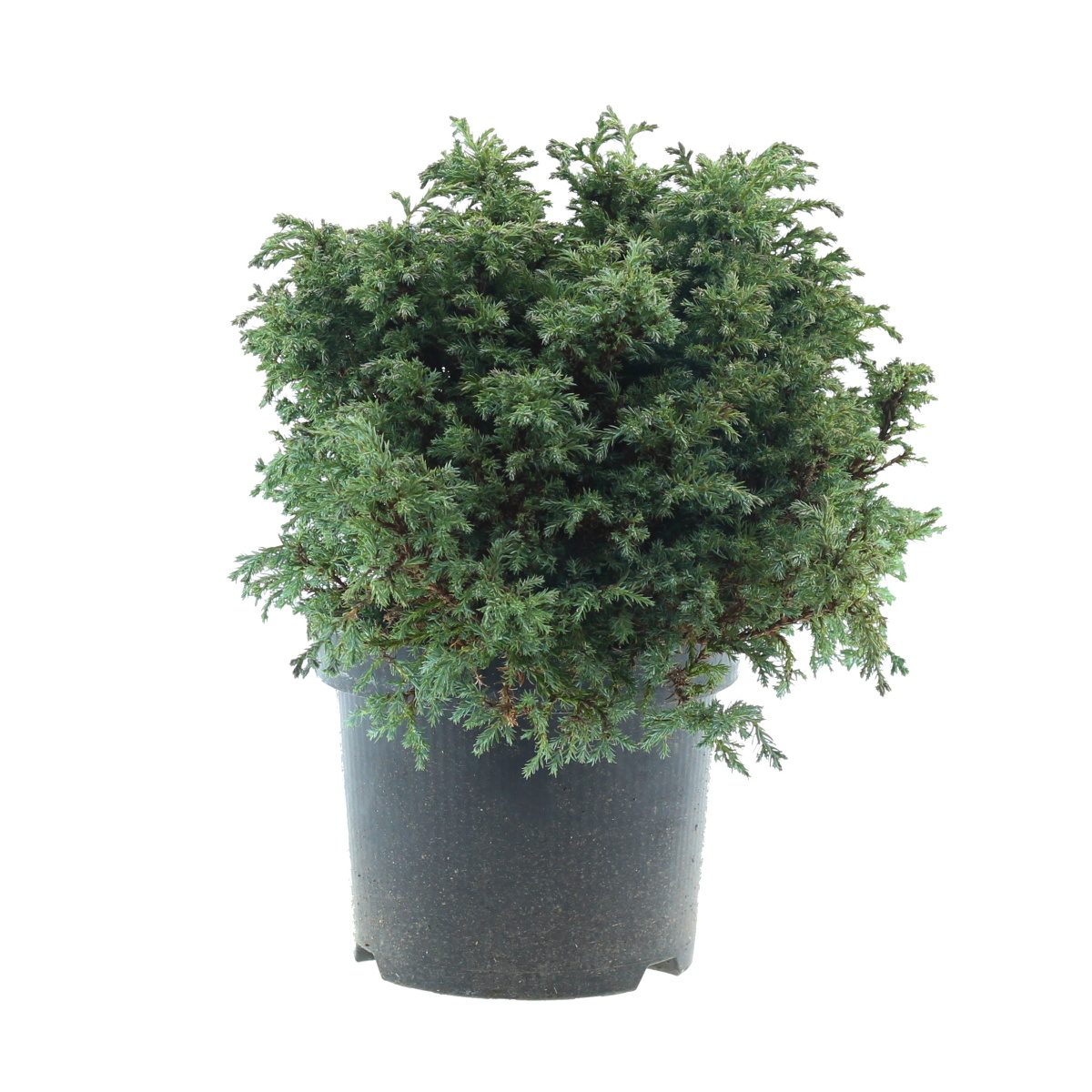 Zakrsle rostoucí jehličnany - Cypřišek hrachonosný Baby Blue výška 20/25cm, květináč 2,5 litru