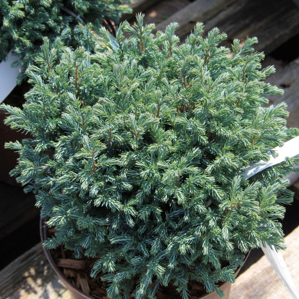 Zakrsle rostoucí jehličnany - Cypřišek hrachonosný 'Blue Moon' 3 litry