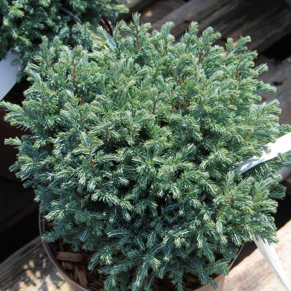 Zakrsle rostoucí jehličnany - Cypřišek hrachonosný 'Blue Moon' 7,5 litru