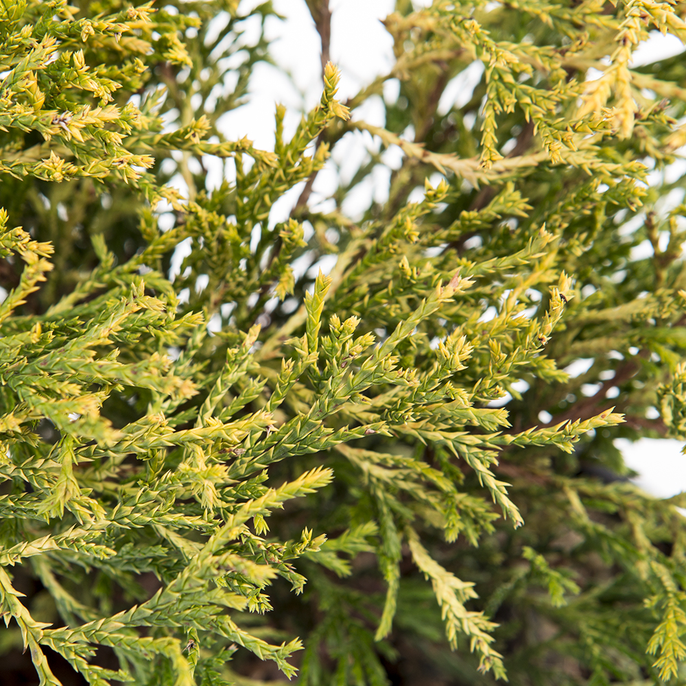 Zakrsle rostoucí jehličnany - Cypřišek hrachonosný 'Filifera Aurea' 2 litry