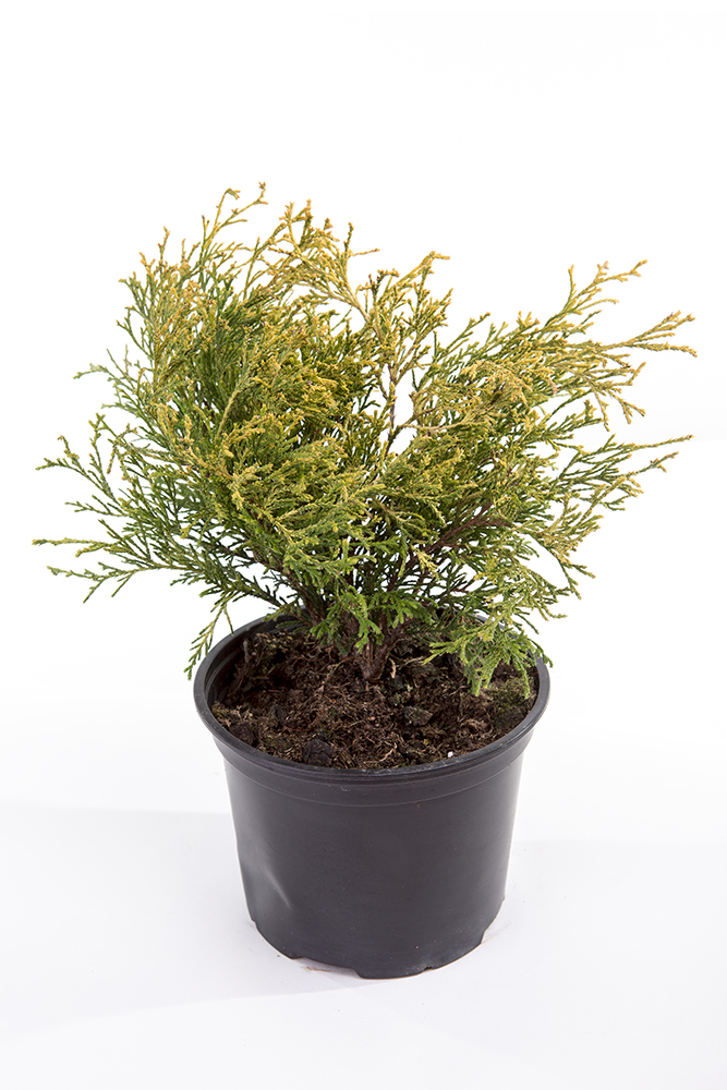 Cypřišek hrachonosný 'Filifera Aurea' 2 litry-0