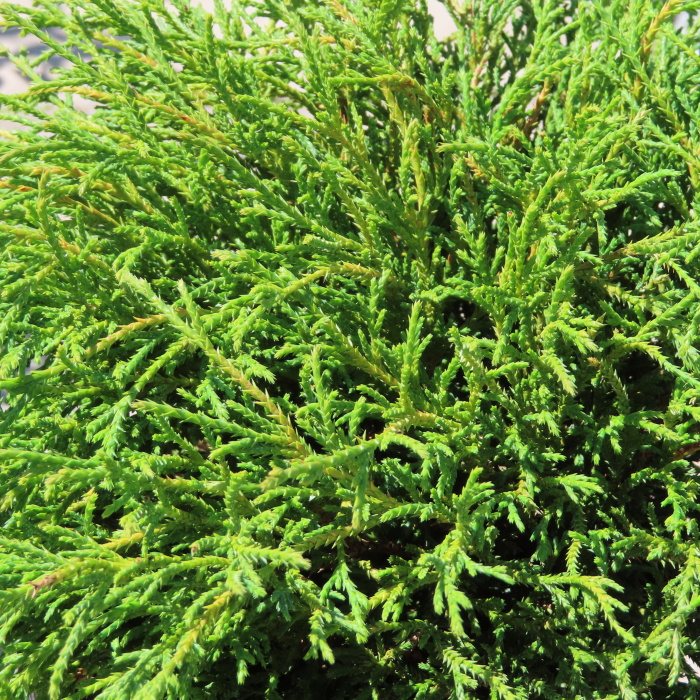 Zakrsle rostoucí jehličnany - Cypřišek hrachonosný 'Filifera Nana' 2,5 litru