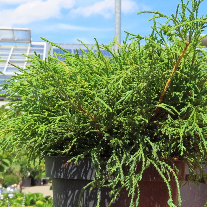 Cypřišek hrachonosný 'Filifera Nana' 2,5 litru-0