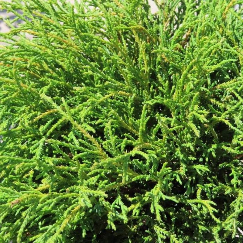 Zakrsle rostoucí jehličnany - Cypřišek hrachonosný Filifera Nana kmínek 40cm, květináč 5 litrů