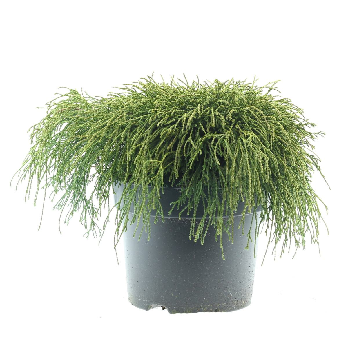 Zakrsle rostoucí jehličnany - Cypřišek hrachonosný Filifera Nana květináč 7,5 litru