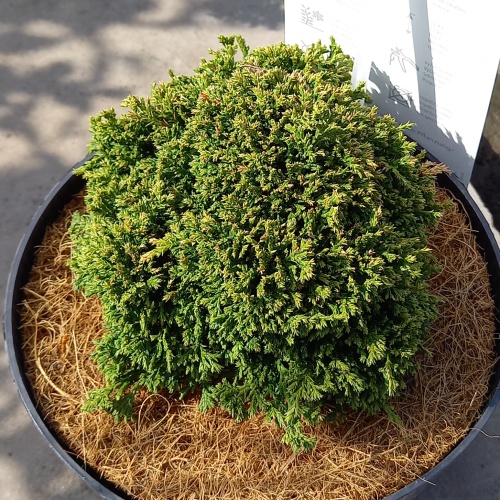 Zakrsle rostoucí jehličnany - Cypřišek hrachonosný 'Hime Sawara' výška 10/15cm, 2,5 litru