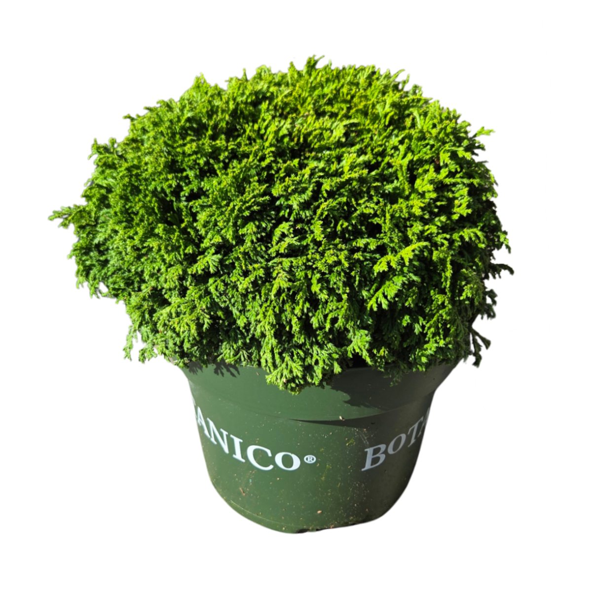 Zakrsle rostoucí jehličnany - Cypřišek hrachonosný Hime-Sawara výška 20/25cm, květináč 4 litry