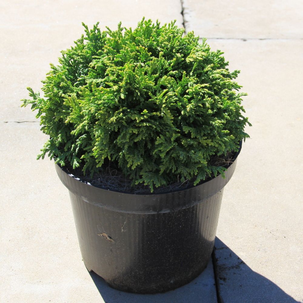 Zakrsle rostoucí jehličnany - Cypřišek hrachonosný 'Nana' 2,5 litru