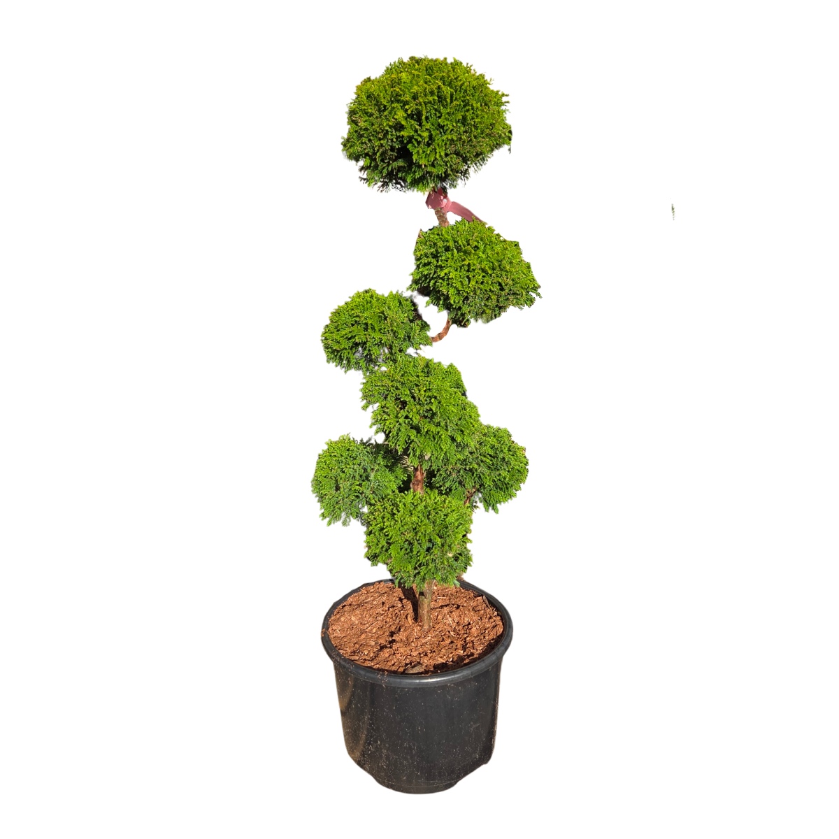 Zakrsle rostoucí jehličnany - Cypřišek hrachonosný Plumosa Aurea výška 60/80cm, květináč 15 litrů, bonsai