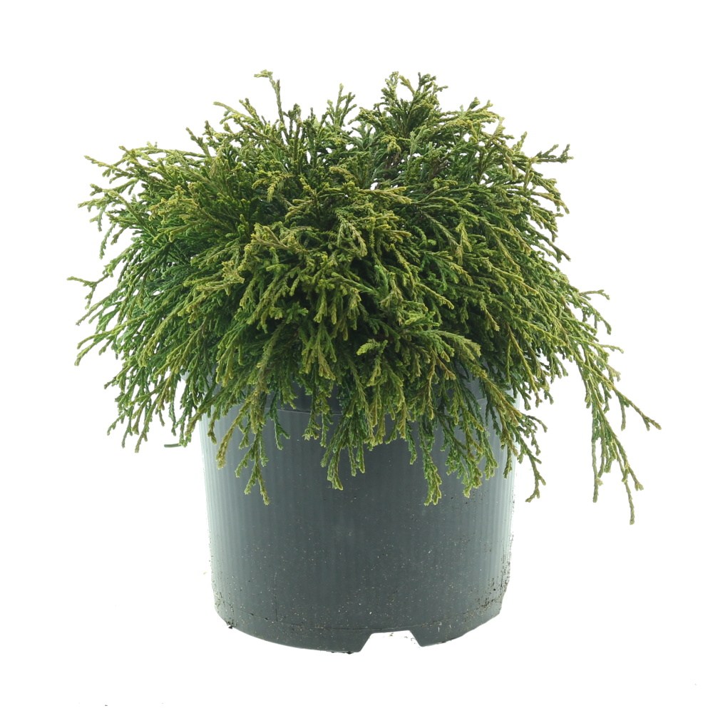 Zakrsle rostoucí jehličnany - Cypřišek hrachonosný Sungold 2,5 litru