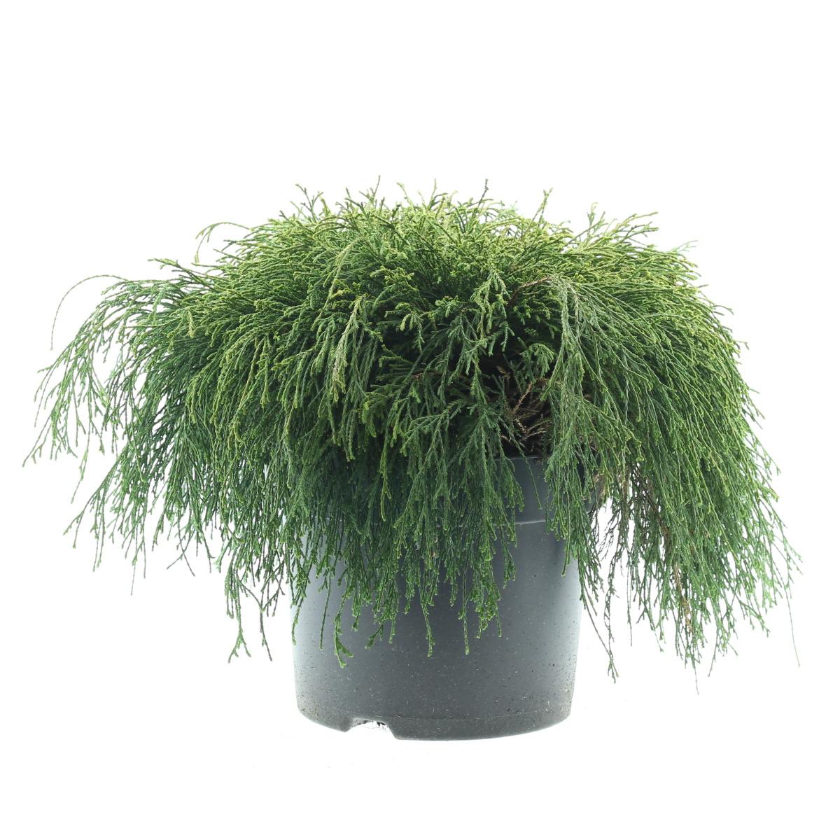 Zakrsle rostoucí jehličnany - Cypřišek hrachonosný Sungold výška 30/40cm, květináč 7 litrů