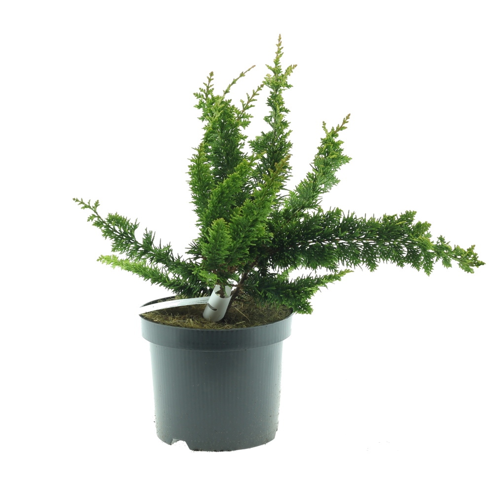 Zakrsle rostoucí jehličnany - Cypřišek hrachonosný Teddy Bear 3 litry