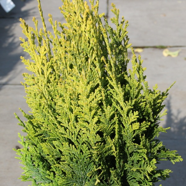 Vzrůstné jehličnany - Cypřišek Lawsonův 'Alumigold'  květináč 2,5litru