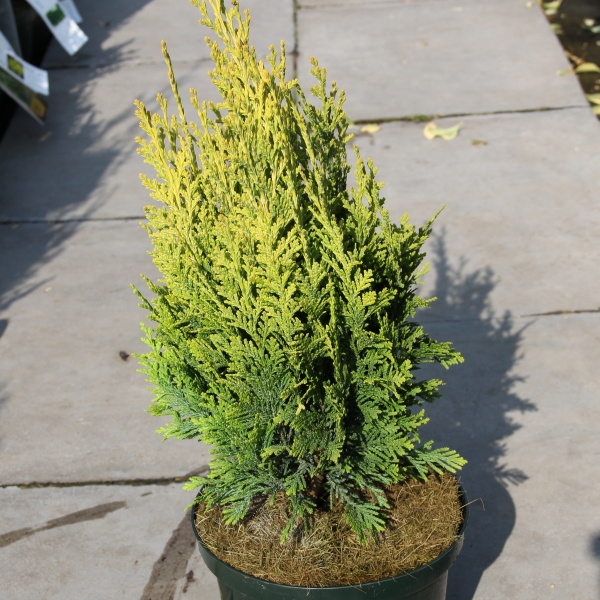 Cypřišek Lawsonův 'Alumigold'  květináč 2,5litru-0