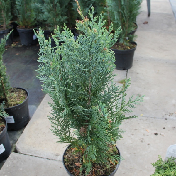 Rostliny - Cypřišek Lawsonův 'Columnaris' 2 litry