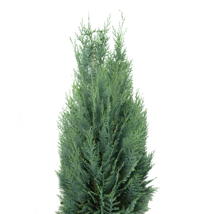 Vzrůstné jehličnany - Cypřišek Lawsonův 'Columnaris' výška 100/+cm