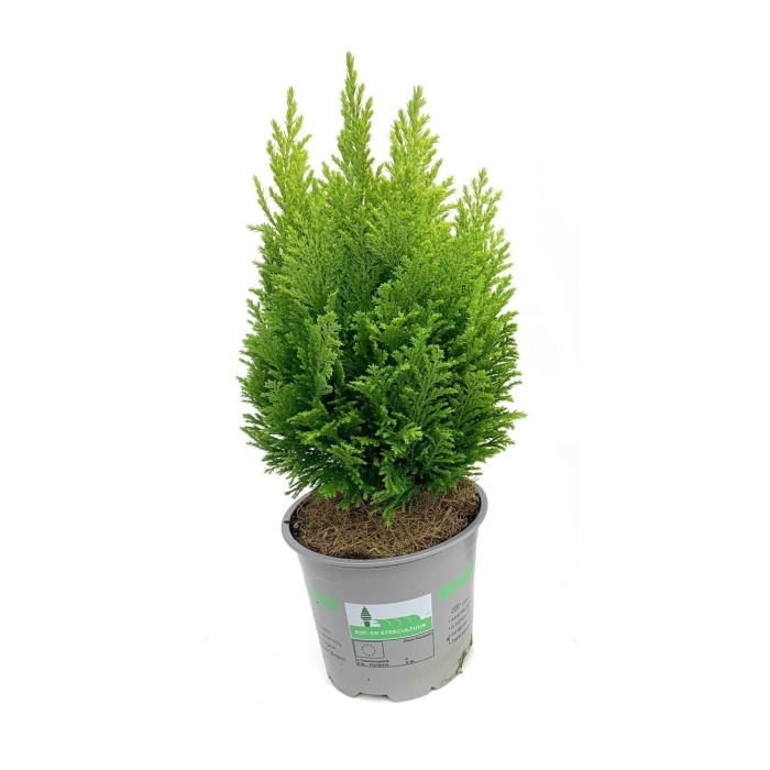 Cypřišek Lawsonův 'Ellwood's Empire' květináč 13cm-0