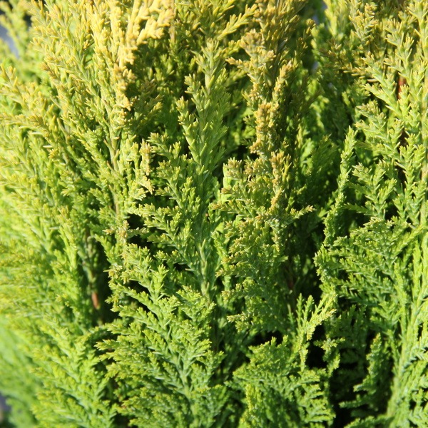 Živé ploty - Cypřišek Lawsonův 'Ellwood's Empire'  květináč 2,5litru