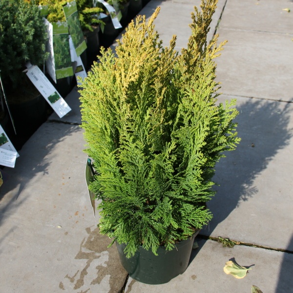 Cypřišek Lawsonův 'Ellwood's Empire'  květináč 2,5litru-0