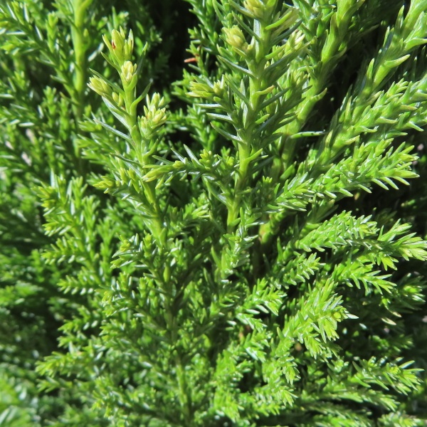 Rostliny - Cypřišek Lawsonův Ellwoodii 13cm