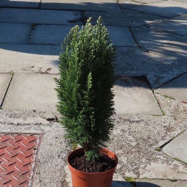 Cypřišek Lawsonův Ellwoodii 13cm-0