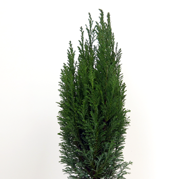 Zakrsle rostoucí jehličnany - Cypřišek Lawsonův Ellwoodii 5 litrů, 50/60cm