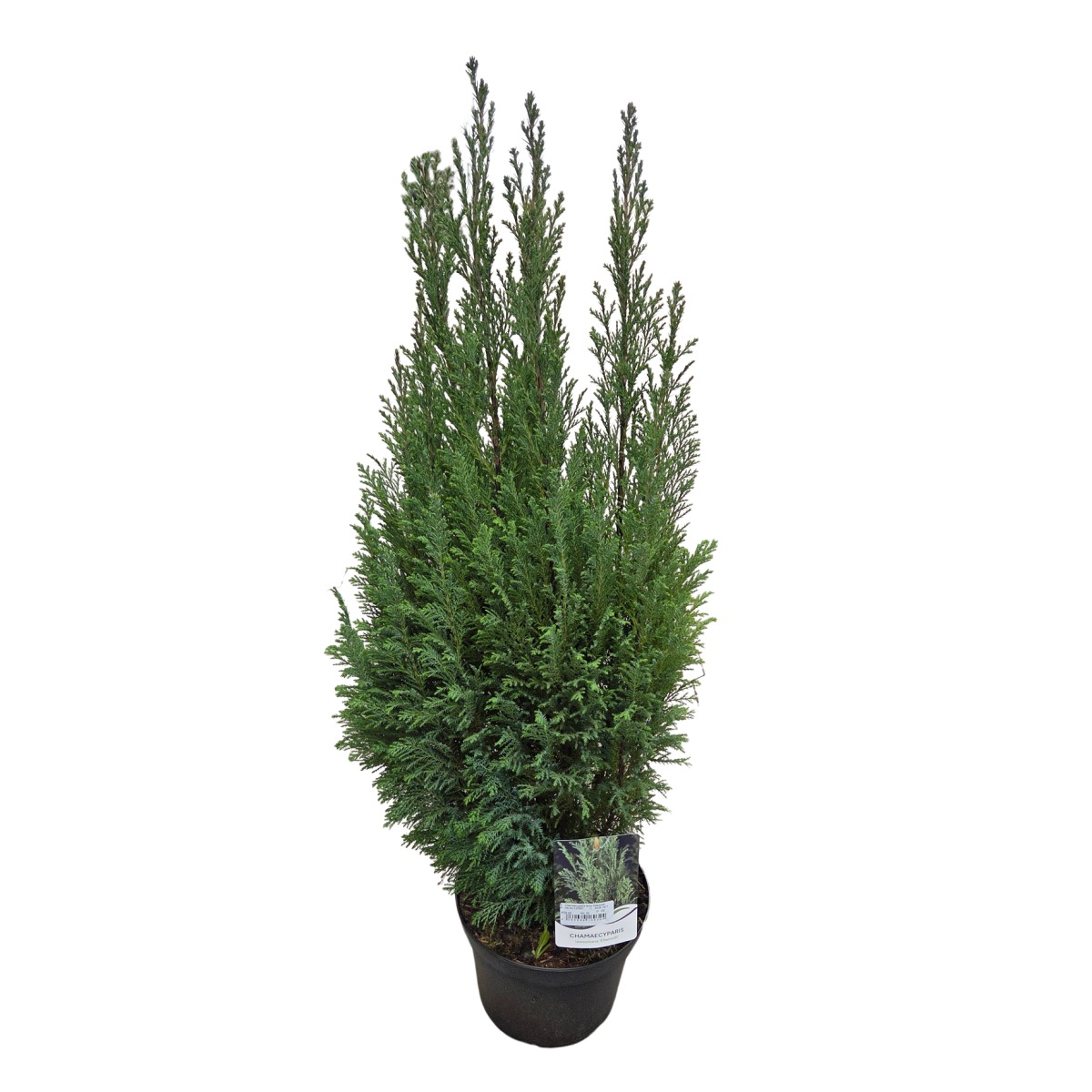 Jehličnany pro živé ploty - Cypřišek Lawsonův Ellwoodii výška 50/60cm, květináč 4 litry