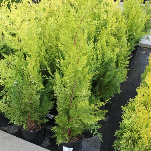 Rostliny - Cypřišek Lawsonův 'Ivonne' 2,5 litru