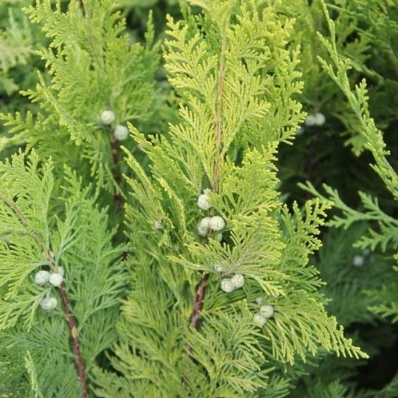 Cypřišek Lawsonův Ivonne výška 30/40cm, květináč 2 litry-0