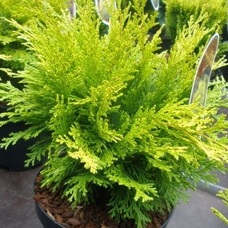 Zakrsle rostoucí jehličnany - Cypřišek Lawsonův 'Mini Nova' 2 litry