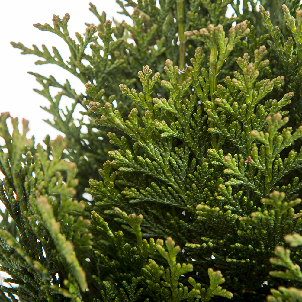 Zakrsle rostoucí jehličnany - Cypříšek Lawsonův 'Minima Glauca' 2 litry