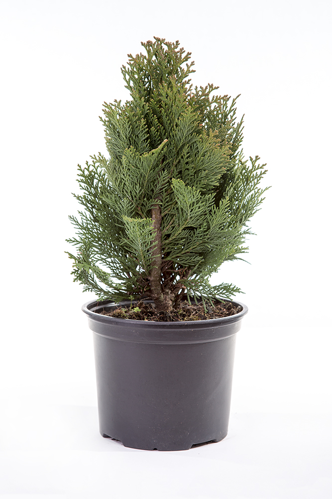 Cypříšek Lawsonův 'Minima Glauca' 2 litry-0