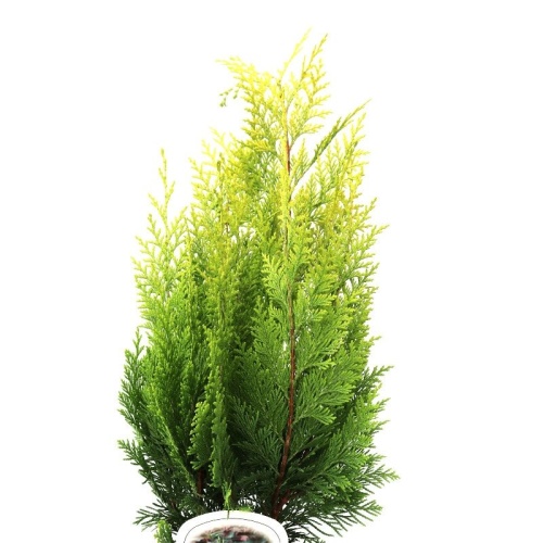 Vzrůstné jehličnany - Cypřišek Lawsonův 'Stardust' výška 25/30, 2,5 litru