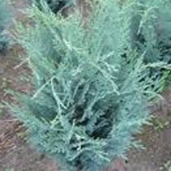 Vzrůstné jehličnany - Cypřišek Lawsonův 'Van Pelt's Blue' 2,5 litru