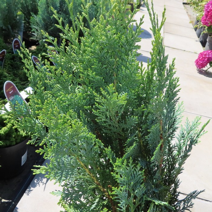 Vzrůstné jehličnany - Cypřišek Lawsonův 'White Spot' 2,5 litru