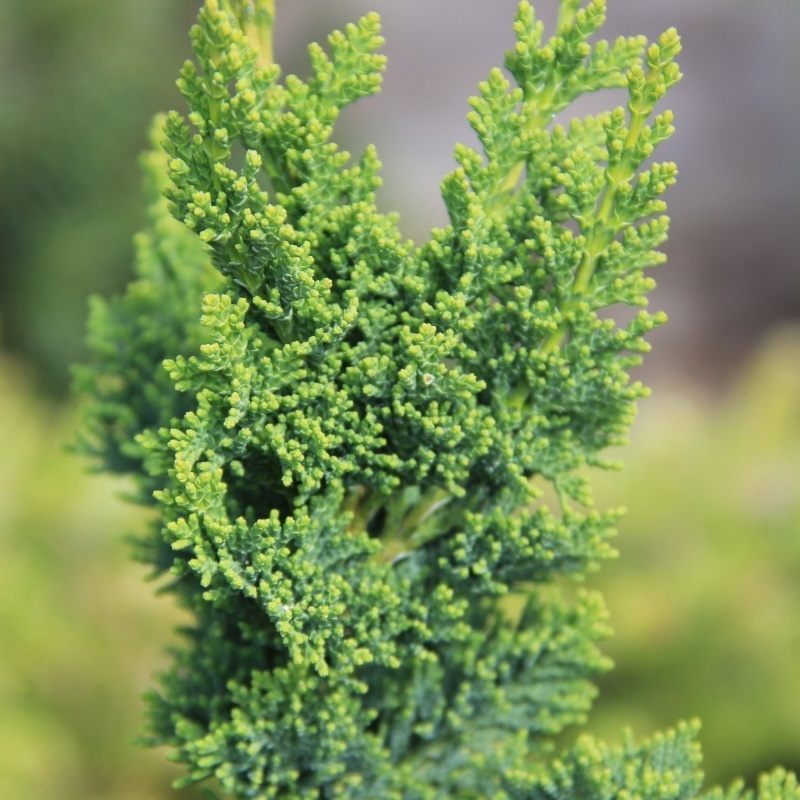 Zakrsle rostoucí jehličnany - Cypřišek Lawsonův 'Wissel's Saguaro' 5 litrů