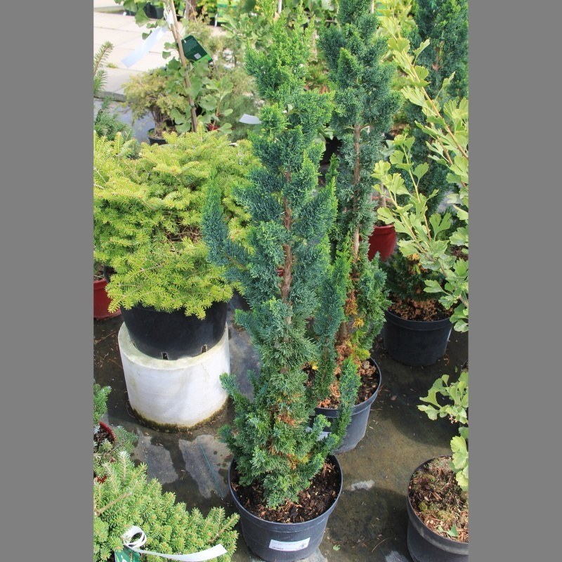 Cypřišek Lawsonův 'Wissel's Saguaro' 5 litrů-0