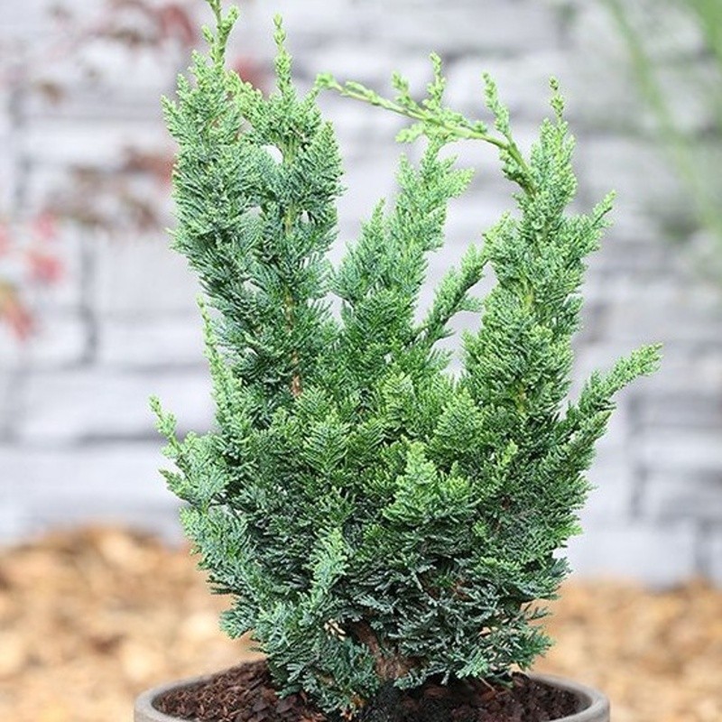 Zakrsle rostoucí jehličnany - Cypřišek Lawsonův 'Wissel's Saguaro' výška 125/150cm, květináč 20 litrů